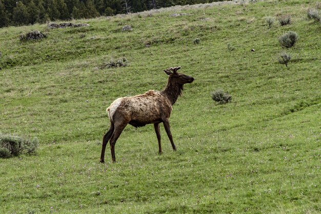 Szerokie ujęcie łosia w parku narodowym Yellowstone stojącego na zielonym polu