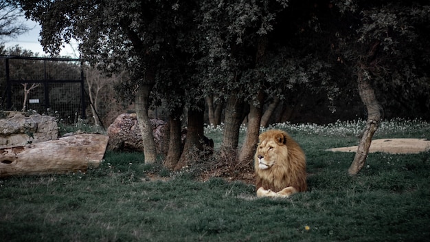 Szerokie ujęcie lwa leżącego na trawie w pobliżu drzewa