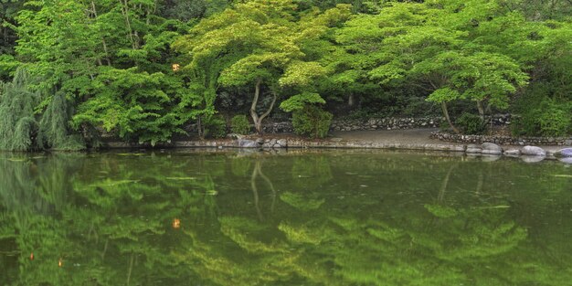 Szerokie ujęcie odbicia pięknych zielonych drzew w jeziorze