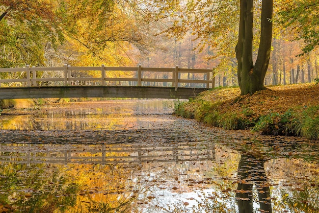 Szerokie ujęcie parku ze spokojnym jeziorem i mostem otoczonym drzewami