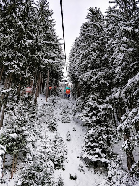 Bezpłatne zdjęcie szerokie ujęcie wyciągów narciarskich otoczonych sosnami