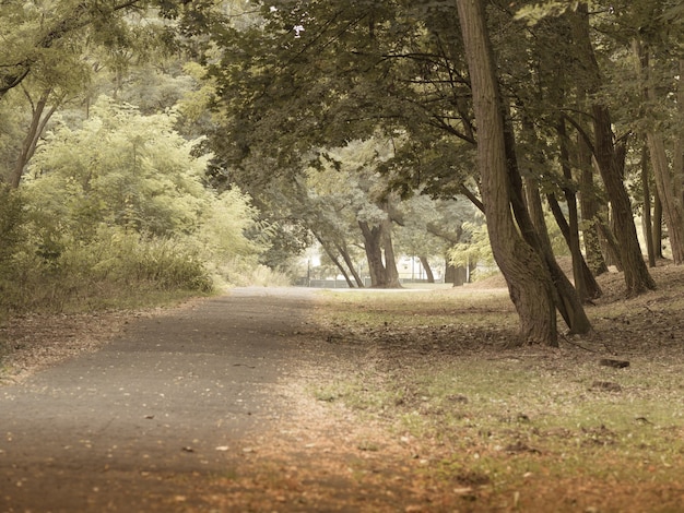 Bezpłatne zdjęcie szerokokątne ujęcie chodnika między drzewami w lesie
