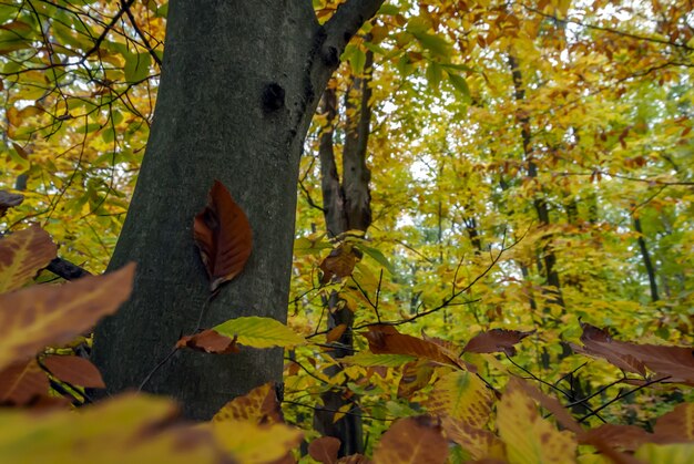 Szerokokątne ujęcie lasu pełnego drzew o zielonych i żółtych liściach