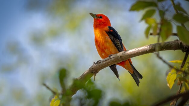 Szkarłatny Tanager na gałęzi