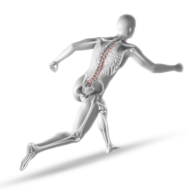Bezpłatny plik Zdjęcie szkielet anatomia