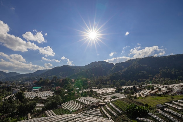 Szklarniana roślina i słońce, Doi Inthanon góra, Chiang Mai prowincja, Krajobrazowy Tajlandia.