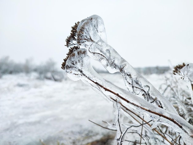 Szklisty lód na zamarzniętej roślinie podczas burzy w zimowym polu