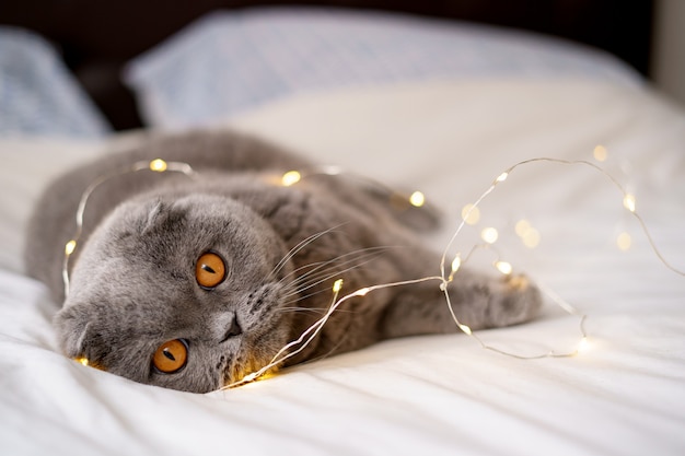 Szkocki zwisłouchy kot otoczony świecącymi światłami.