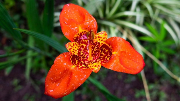 Szokujący pomarańczowy otwarty tropikalny kwiat