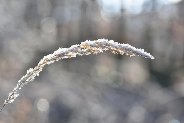 Szron na źdźble trawy Piękne zimowe sezonowe naturalne tło