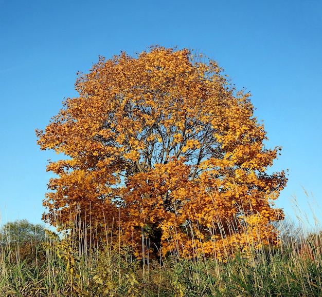 Szyta panorama