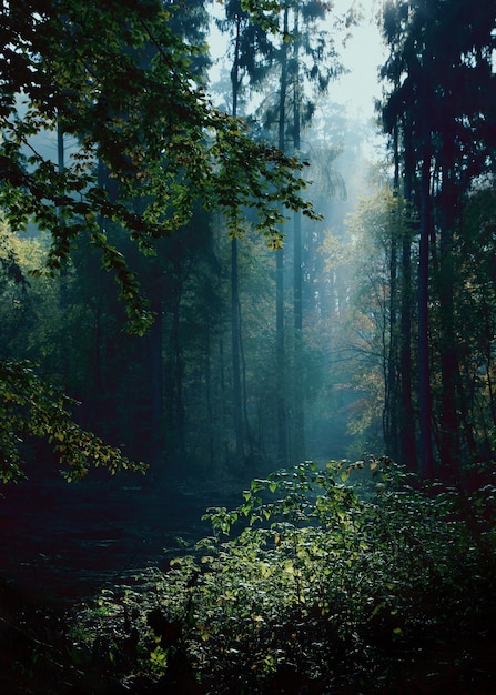 Tajemniczy krajobraz lasu