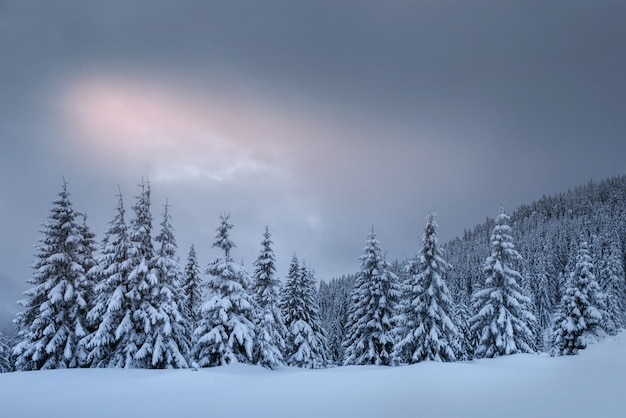 Tajemniczy zimowy krajobraz, majestatyczne góry z pokrytym śniegiem drzewem. Zdjęcie z życzeniami. Karpacka Ukraina Europa