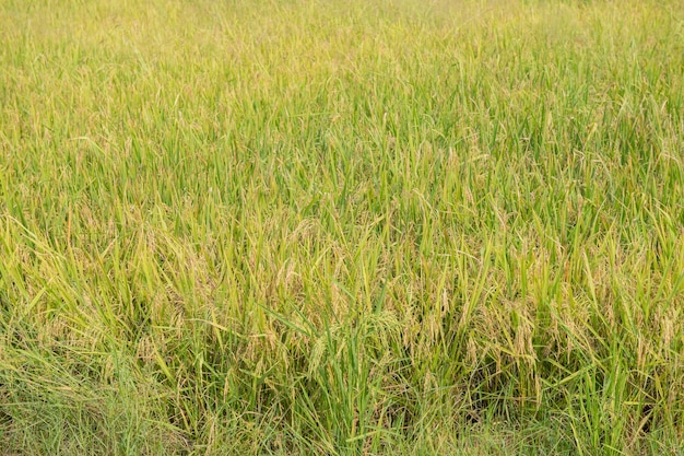 Tajlandia tradycyjna uprawa ryżu. Krajobraz hodowli ryżu jesienią. Pole ryżowe i niebo. tajskie nasiona ryżu w kłosie niełuskanego. Piękne pole ryżowe i kłos ryżu Poranne słońce przeciw chmurom i niebu.