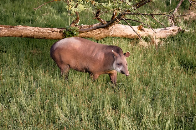 Bezpłatne zdjęcie tapir chodzący po trawie