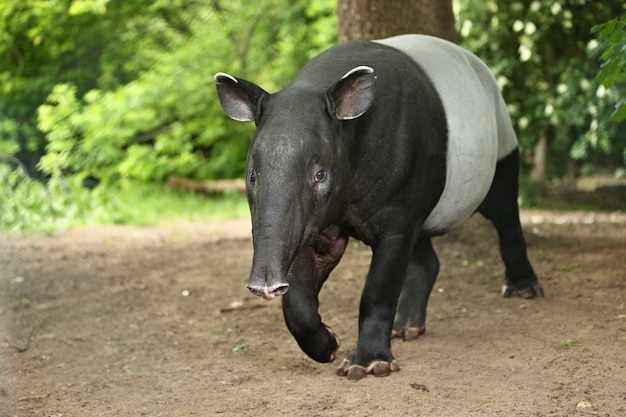 Bezpłatne zdjęcie tapir malajski z dzieckiem w naturalnym środowisku