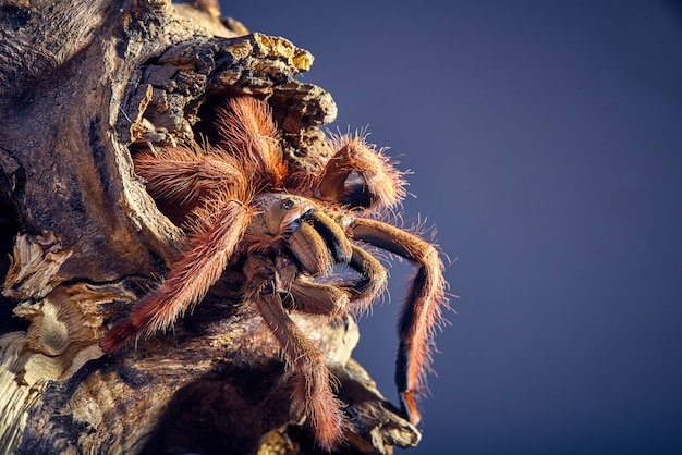 Bezpłatne zdjęcie tarantula tapinauchenius gigas