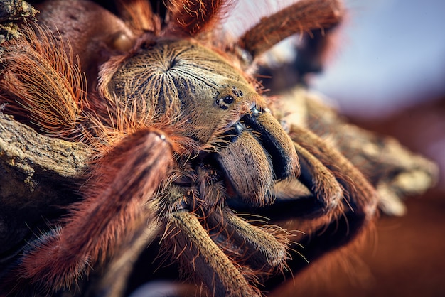 Tarantula Tapinauchenius gigas