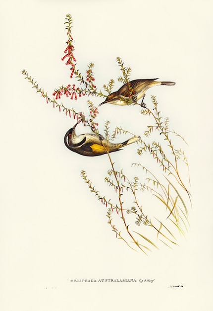 Tasmanski Miód-zjadacz (meliphaga Australasiana) Zilustrowany Przez Elizabeth Gould