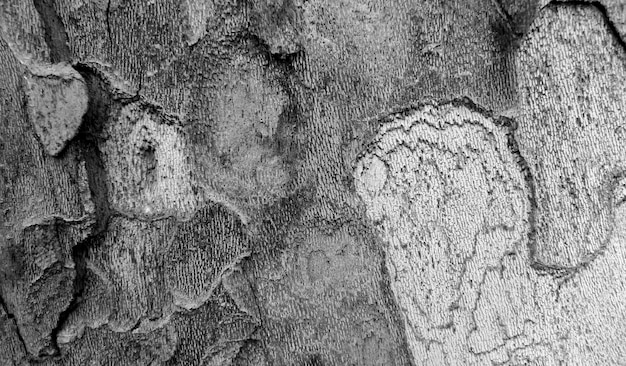 Tekstura kory drzewa w czerni i bieli