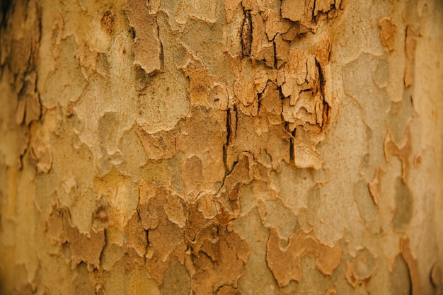 Tekstura Pnia Drzewa