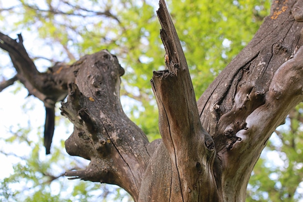 Tekstura starego wyschniętego drzewa na początku wiosennego pnia