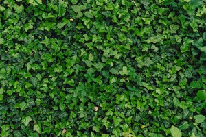 Bezpłatne zdjęcie teksturowane naturalne tło wielu zielonych liści