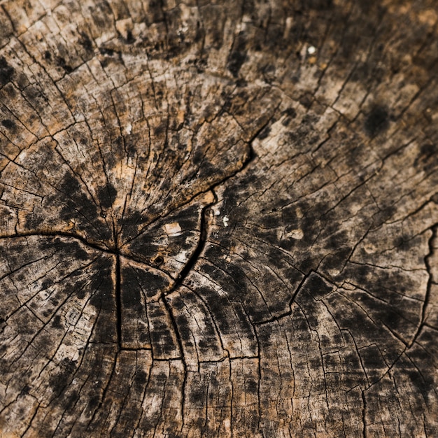 Bezpłatne zdjęcie teksturowany szczegół zwietrzałego pnia