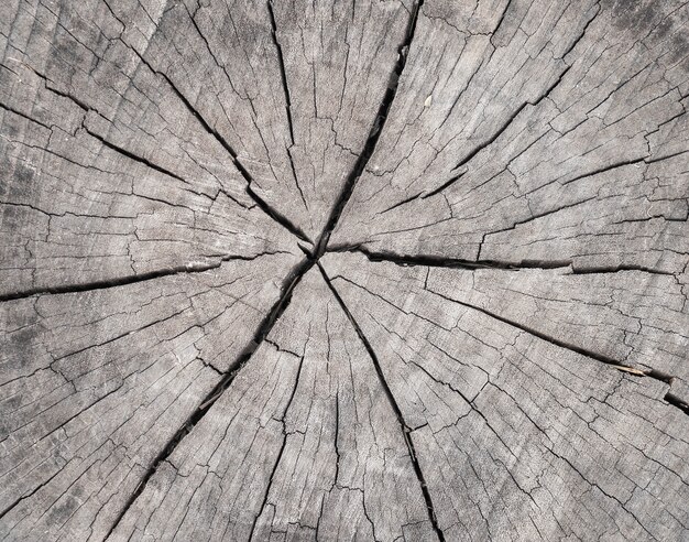 Tekstury drewna