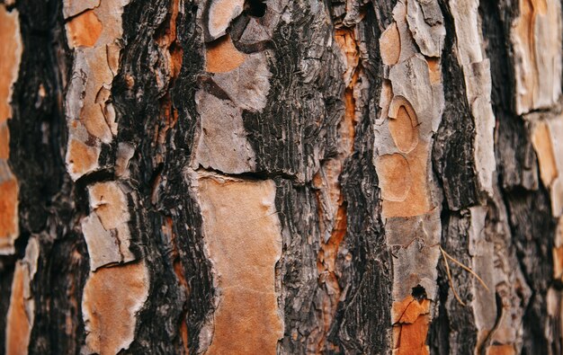 Tekstury drzewa
