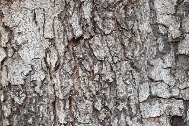Tekstury kory drzewa