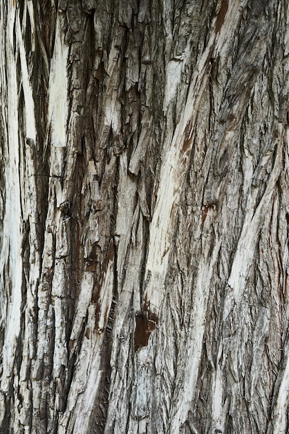 Bezpłatne zdjęcie tekstury kory drzewa