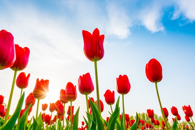 Tętniące życiem piękna romantyczna flora przyrody