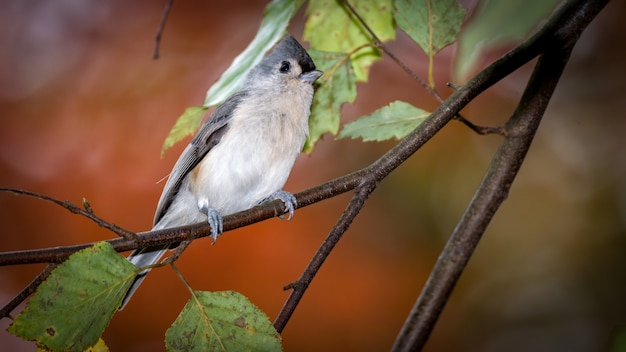 Bezpłatne zdjęcie titmouse tufted