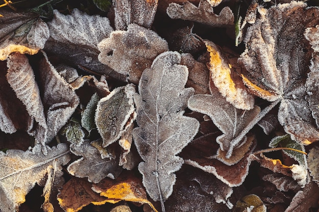 Tło jesiennych opadłych liści pokrytych szronem
