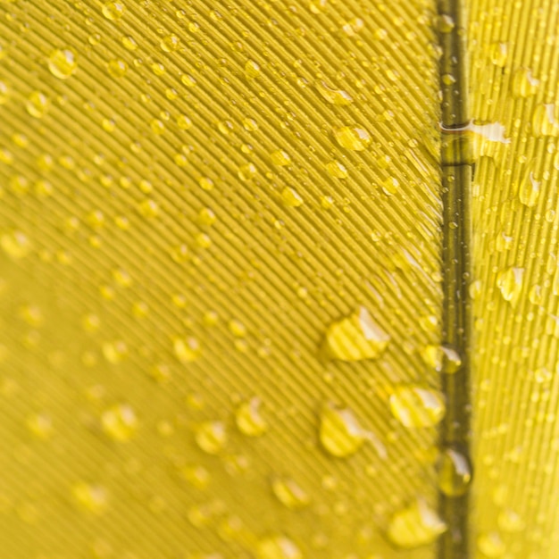 Bezpłatne zdjęcie tło kropelek wody na żółtym upierzeniu