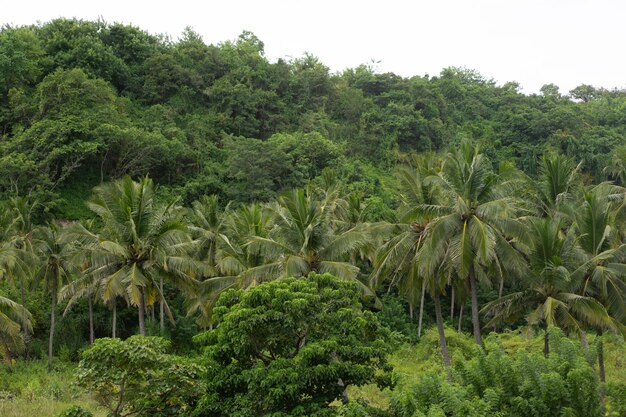 tło przyrody, gęsta tropikalna roślinność, palmy.