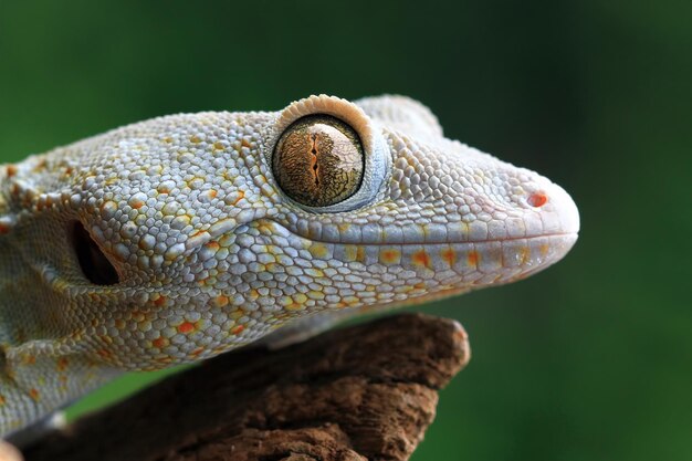 Tokajski zbliżenie gekon albinos