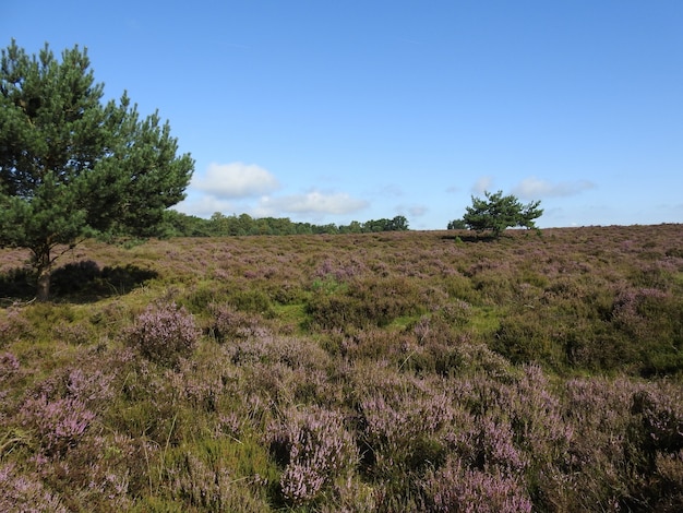 Trawiaste pole w słoneczny dzień w Parku Narodowym Hoge Veluwe w Holandii