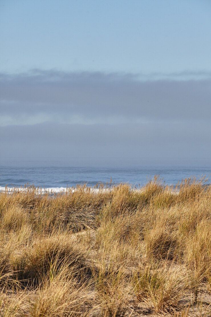 Bezpłatny plik Zdjęcie trawka plażowa rano w cannon beach w stanie oregon