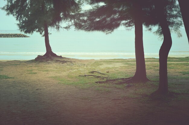 Bezpłatne zdjęcie tree beach ocean coastline nature