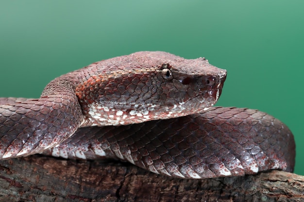 Trimeresurus Puniceus Wąż Trimeresurus Puniceus Zbliżenie Głowy