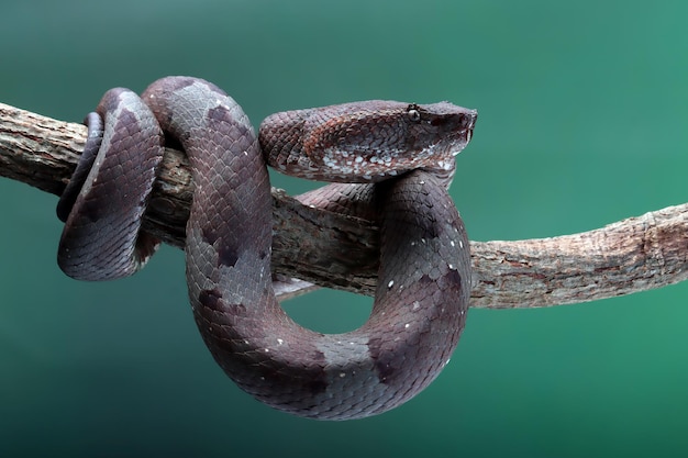 Trimeresurus puniceus wąż Trimeresurus puniceus zbliżenie głowy