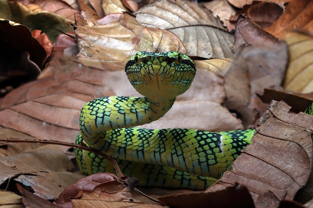 Bezpłatne zdjęcie tropidolaemus wagleri kamuflaż węża na suchych liściach wąż żmija