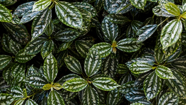 Tropikalna flora i rośliny