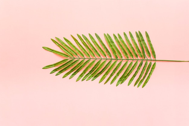 Tropikalna palma liście na różowym tle
