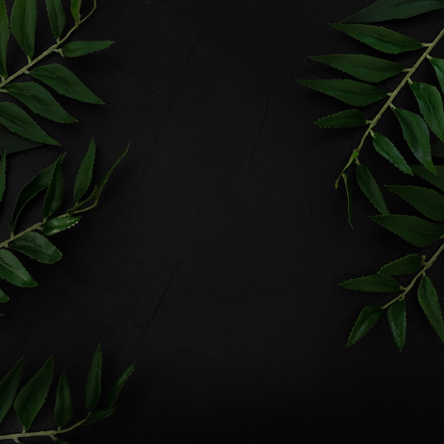 Tropikalna roślina z zielonymi liśćmi tonuje kolor na czarnym tle