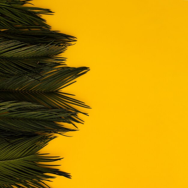 Tropikalna zielona palma opuszcza na kolor żółty kopii przestrzeni tle.