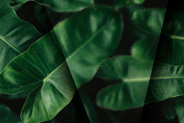 Bezpłatne zdjęcie tropikalne liście anturium z teksturą tła