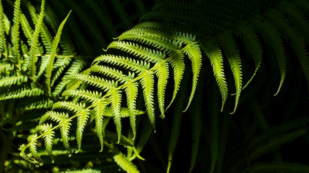 Bezpłatne zdjęcie tropikalne liście paproci z cieniami